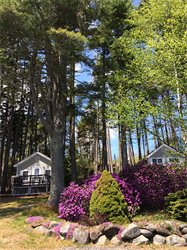 Pine Grove Cottages