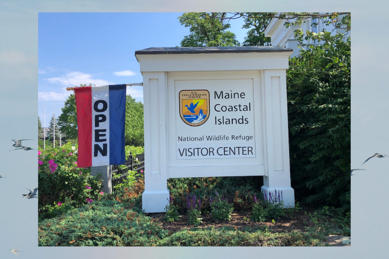 Friends of Maine Coastal Islands National Wildlife Refuge