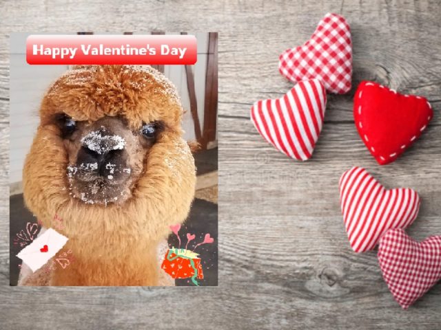 15% OFF Alpaca Valentine’s Day Online Sale